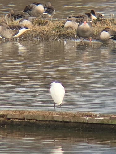 Little Egret (Egretta garzetta), photo 4