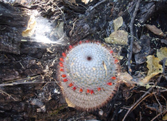 Mammillaria haageana conspicua
