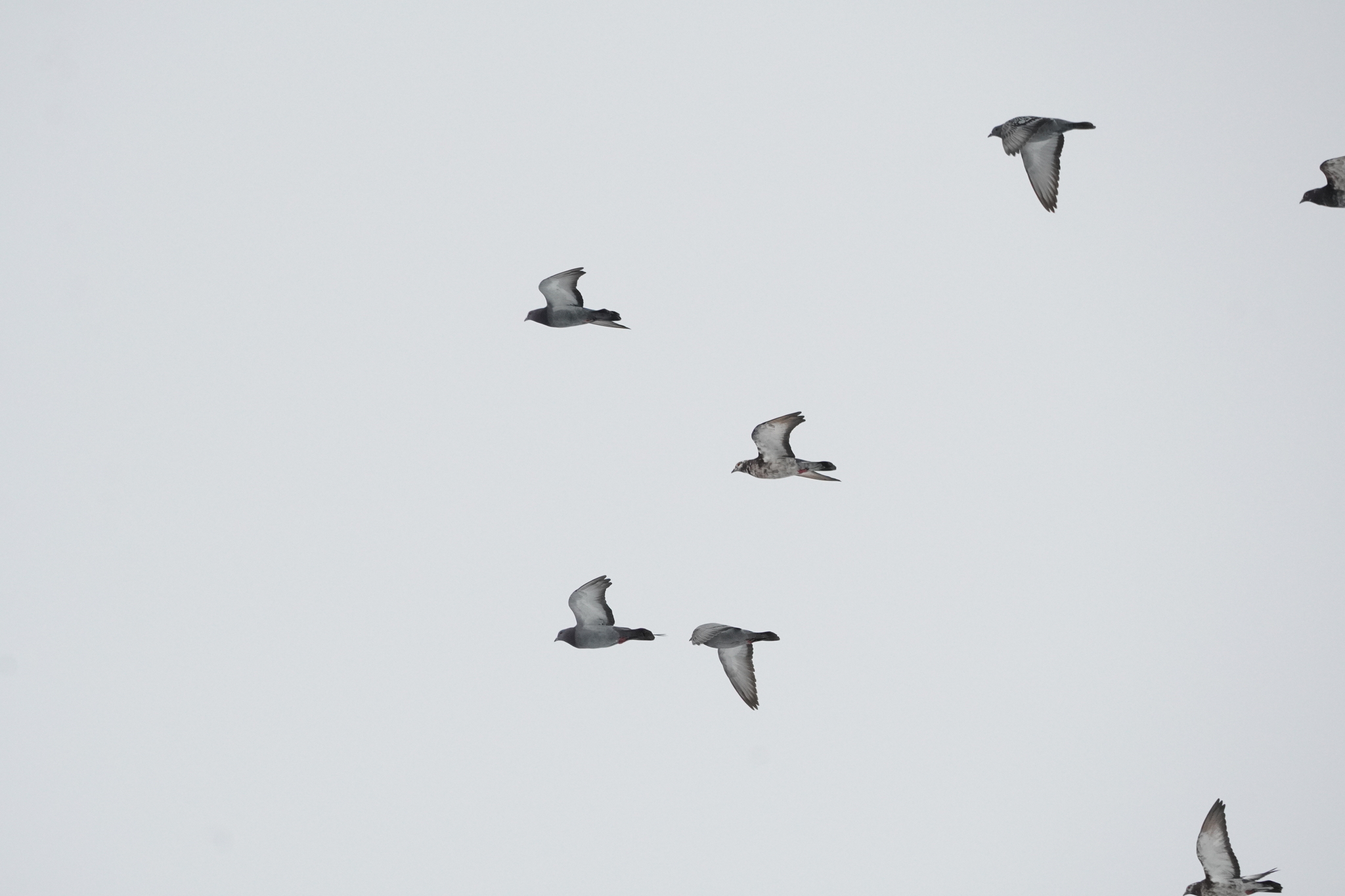Rock Dove (Columba livia), photo 1