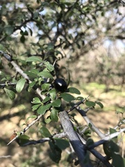 Condalia correllii