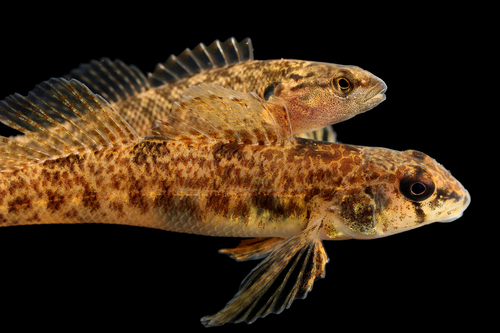 Tessellated darter (Etheostoma olmstedi) — Percidae — 5