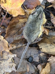 Peromyscus maniculatus gracilis
