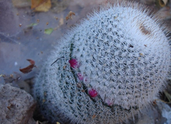 Mammillaria haageana conspicua
