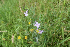 Epilobium pallidiflorum