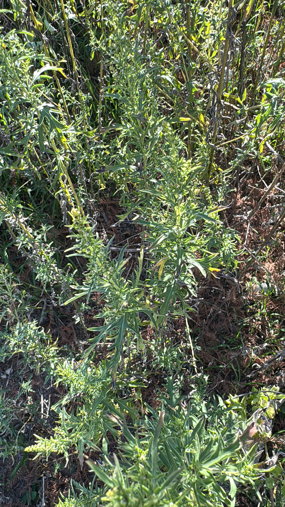 Western ragweed