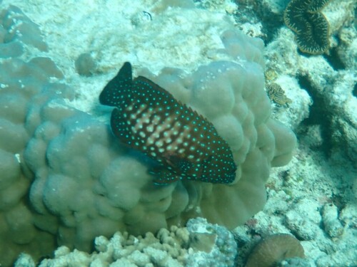 Bluespot cod (Cephalopholis cyanostigma) — Serranidae