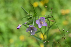 Epilobium pallidiflorum
