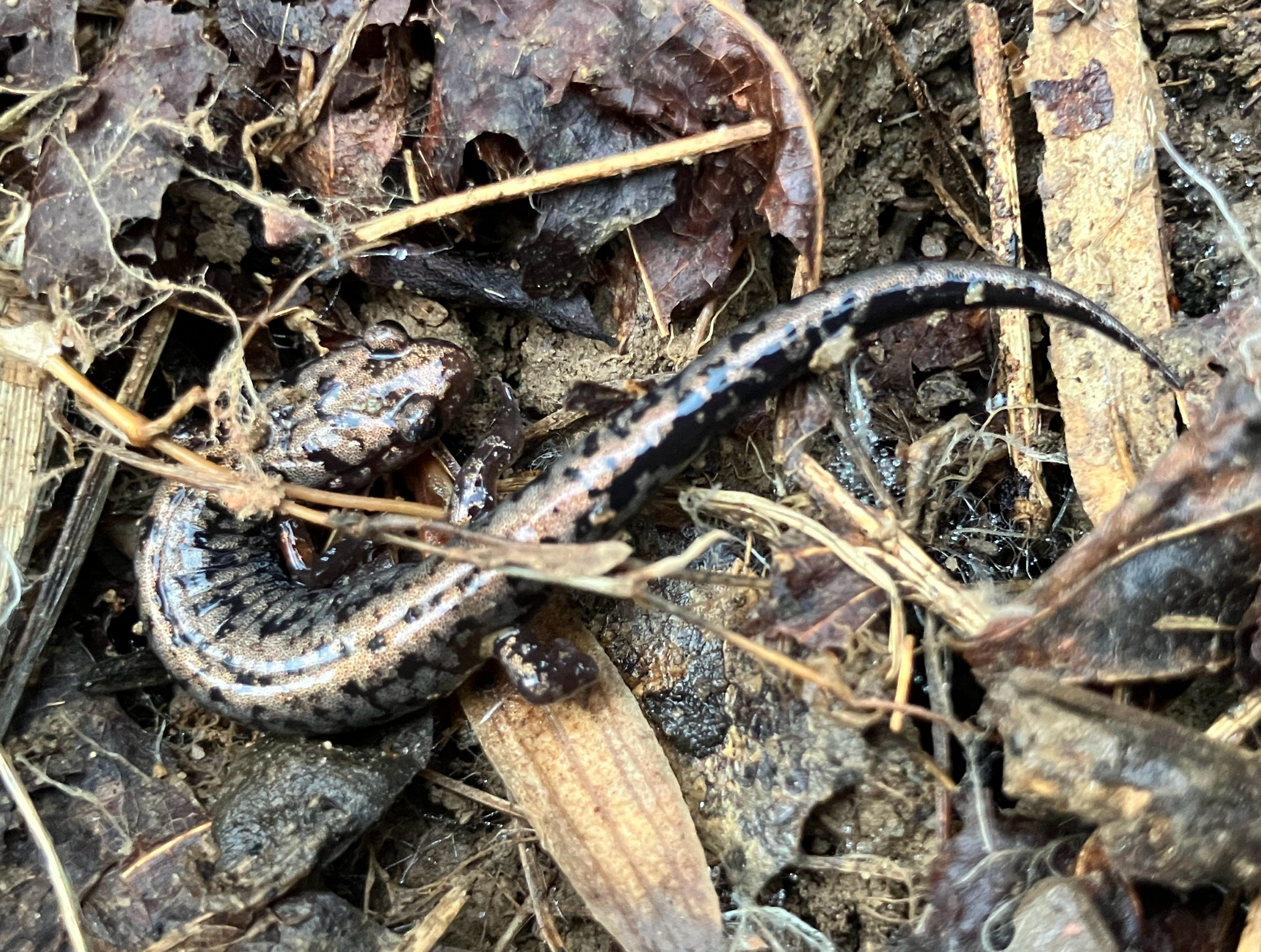 Plethodon welleri Walker, 1931