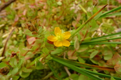 Hypericum anagalloides