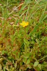 Hypericum anagalloides