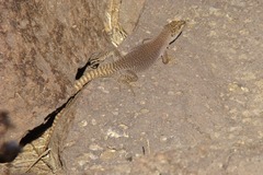 Liolaemus petrophilus