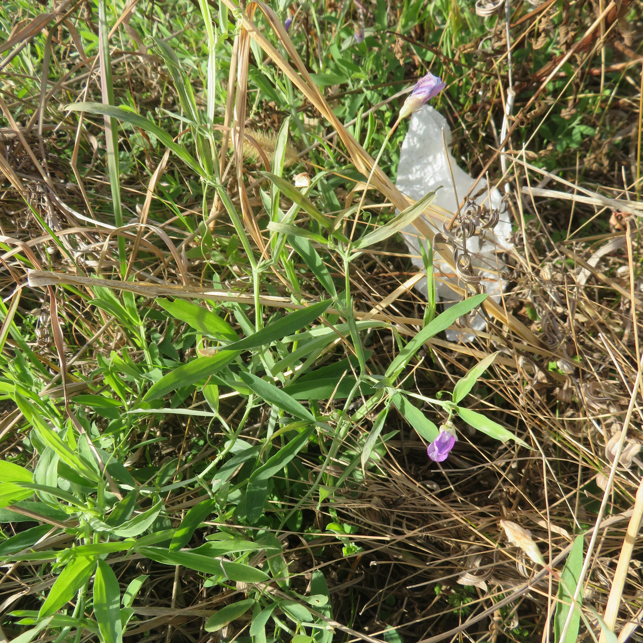 Hairy vetchling