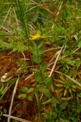 Hypericum anagalloides