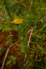 Hypericum anagalloides