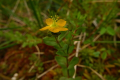 Hypericum anagalloides