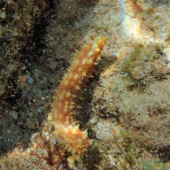 Holothuria hilla
