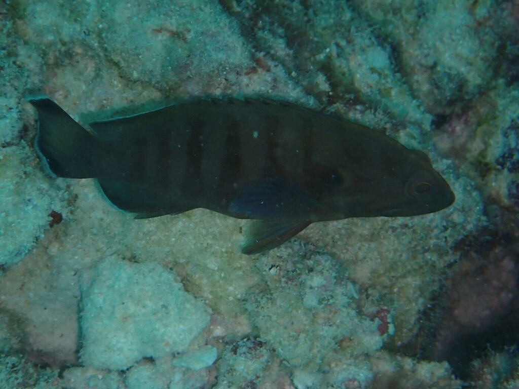 Blue-lined coral cod (Cephalopholis boenak) — Serranidae