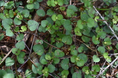 Nertera dichondrifolia