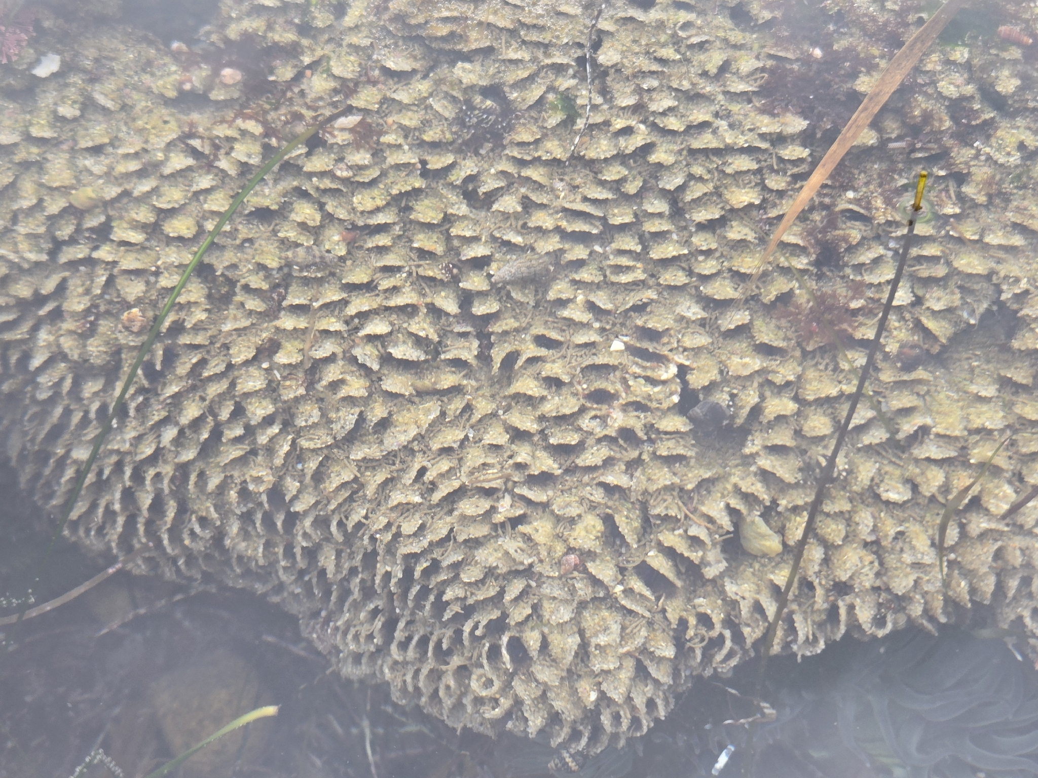 Phragmatopoma californica (Fewkes, 1889)