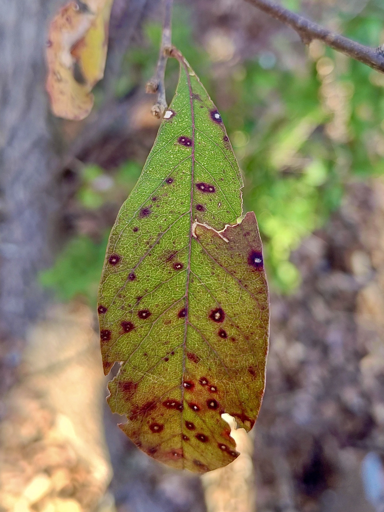 Imagem de Sideroxylon lanuginosum