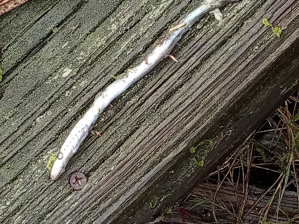 Pacific lamprey (Entosphenus tridentatus) — Petromyzontidae