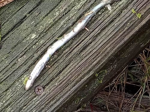 Pacific lamprey (Entosphenus tridentatus) — Petromyzontidae