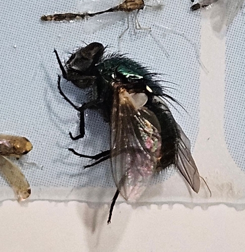 Unknown species found near Norfolk, VA 23518, USA
