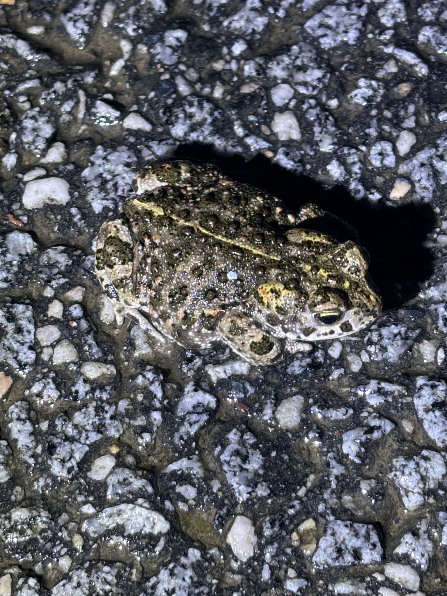 Epidalea calamita (Laurenti, 1768)