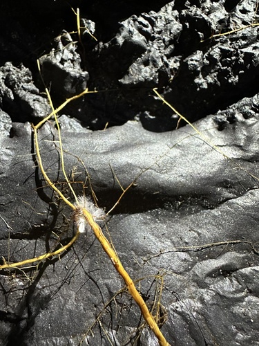 Oliarus polyphemus observed 2025-10-18