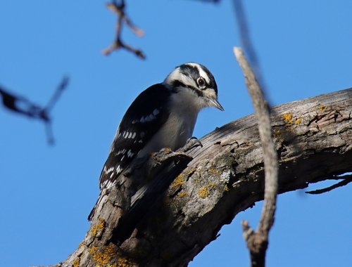 Downy Woodpecker