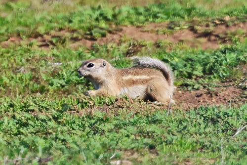 Nelson's Antelope Squirrel observed by cjacobs1950