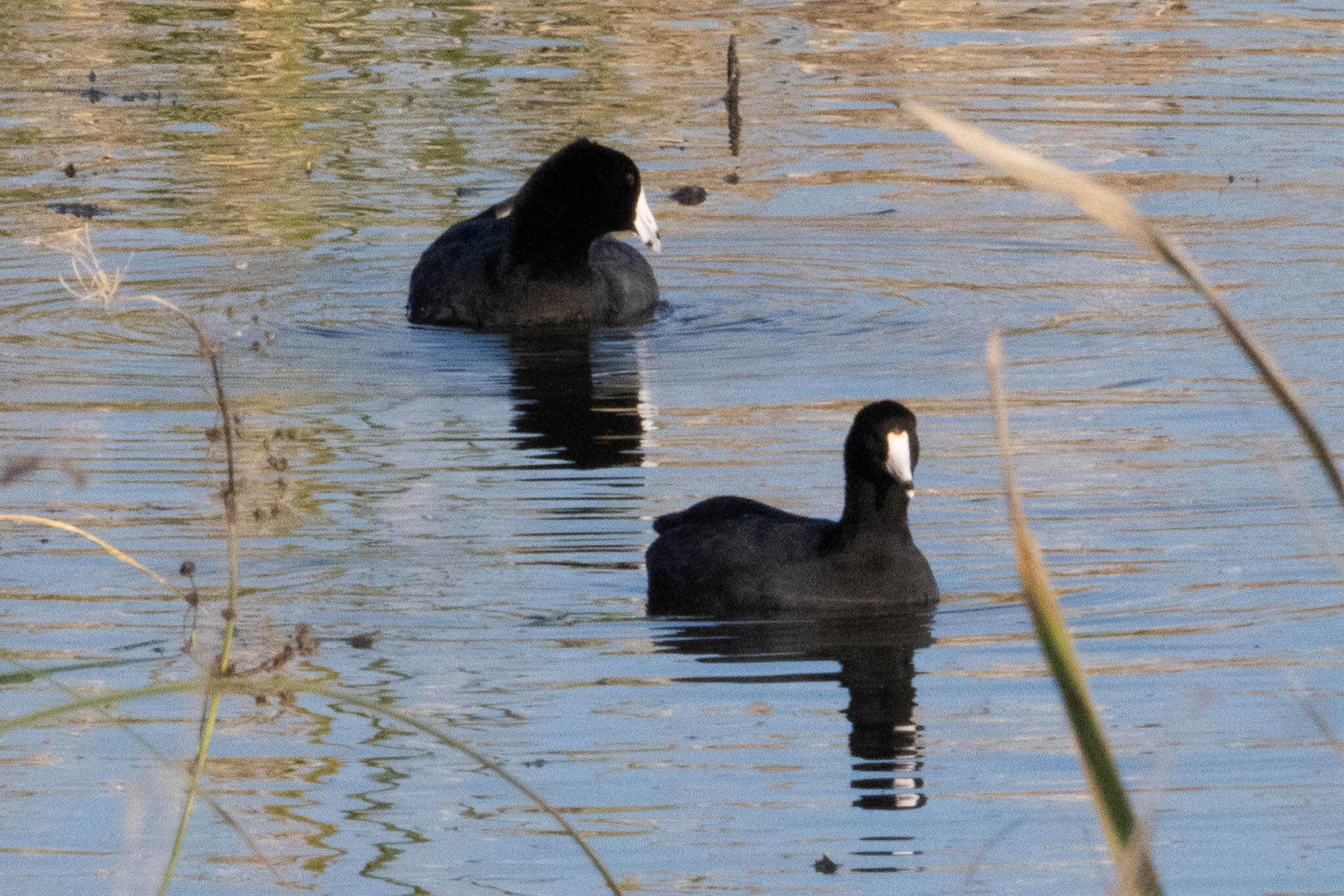 Fulica americana shufeldti