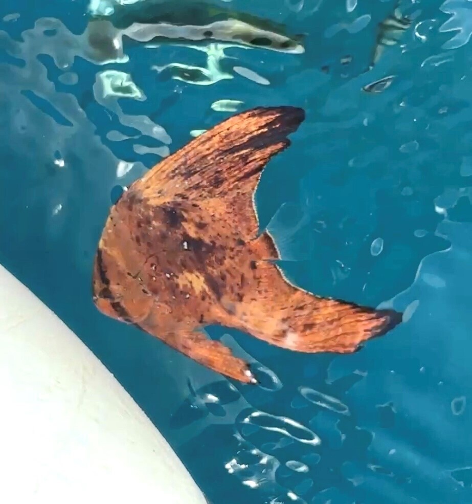 Batfish (Platax orbicularis) — Ephippidae