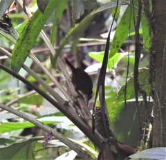 Cantorchilus nigricapillus