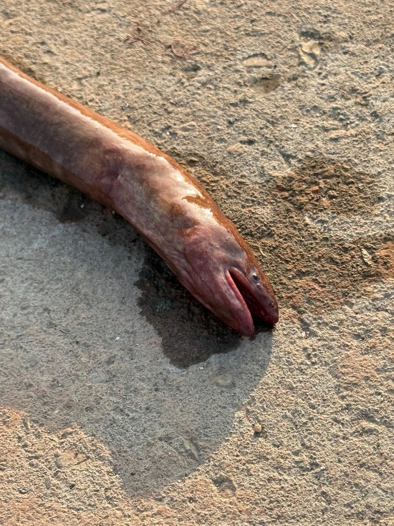 Pacific mud eel (Pythonichthys asodes) — Heterenchelyidae