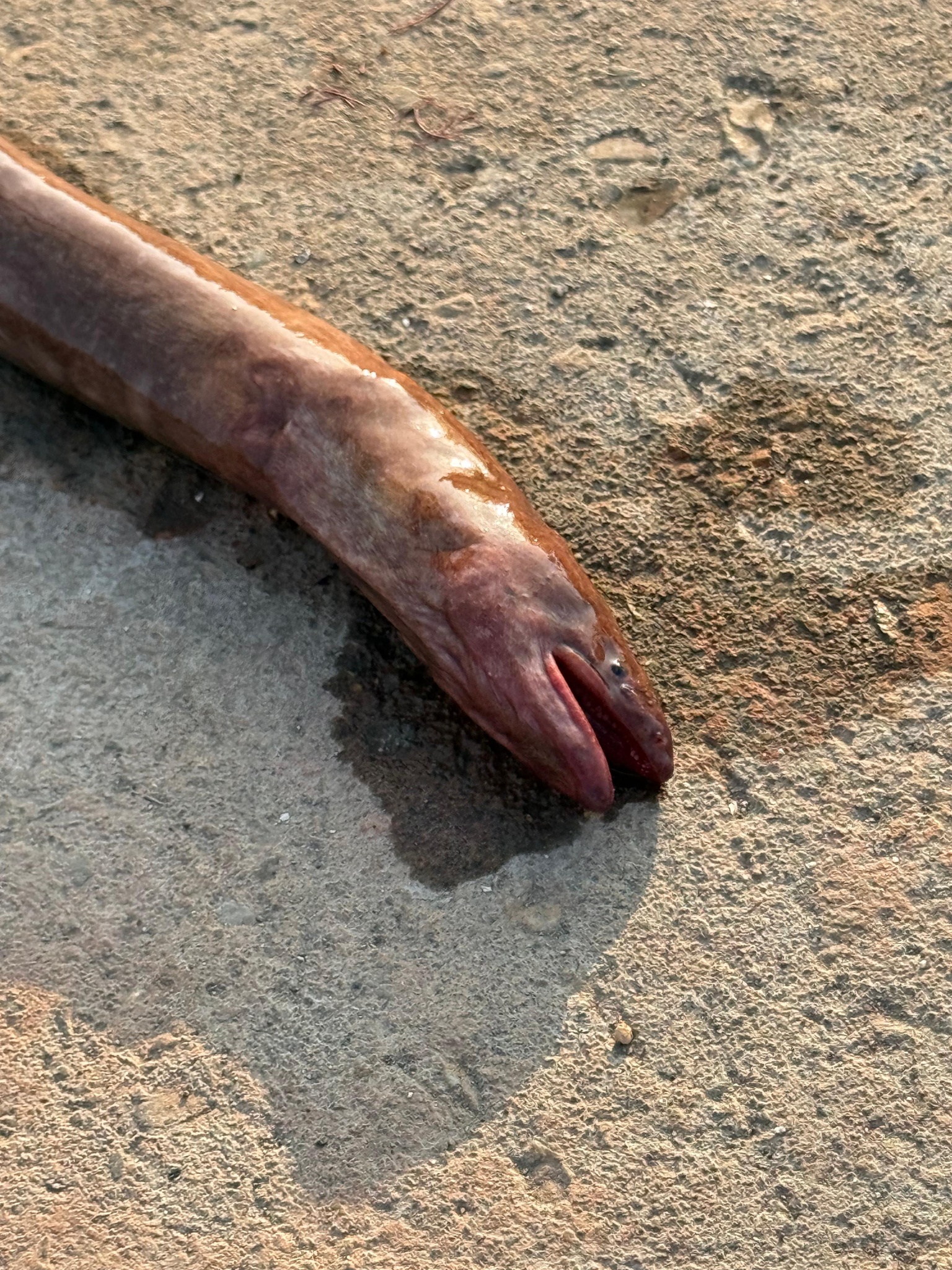 Pacific Mud Eel photo 2