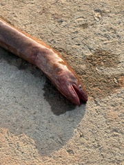 Pacific Mud Eel photo 1