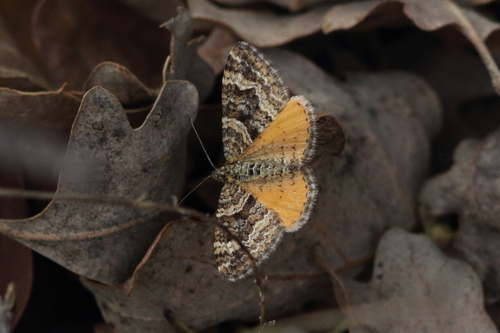 iNaturalist observation photo of Orange-winged Carpet