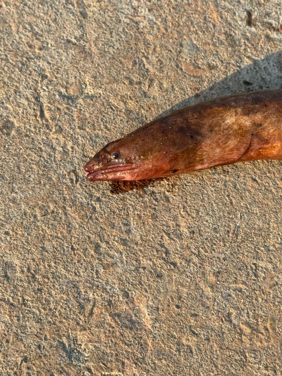 Pacific Mud Eel photo 3