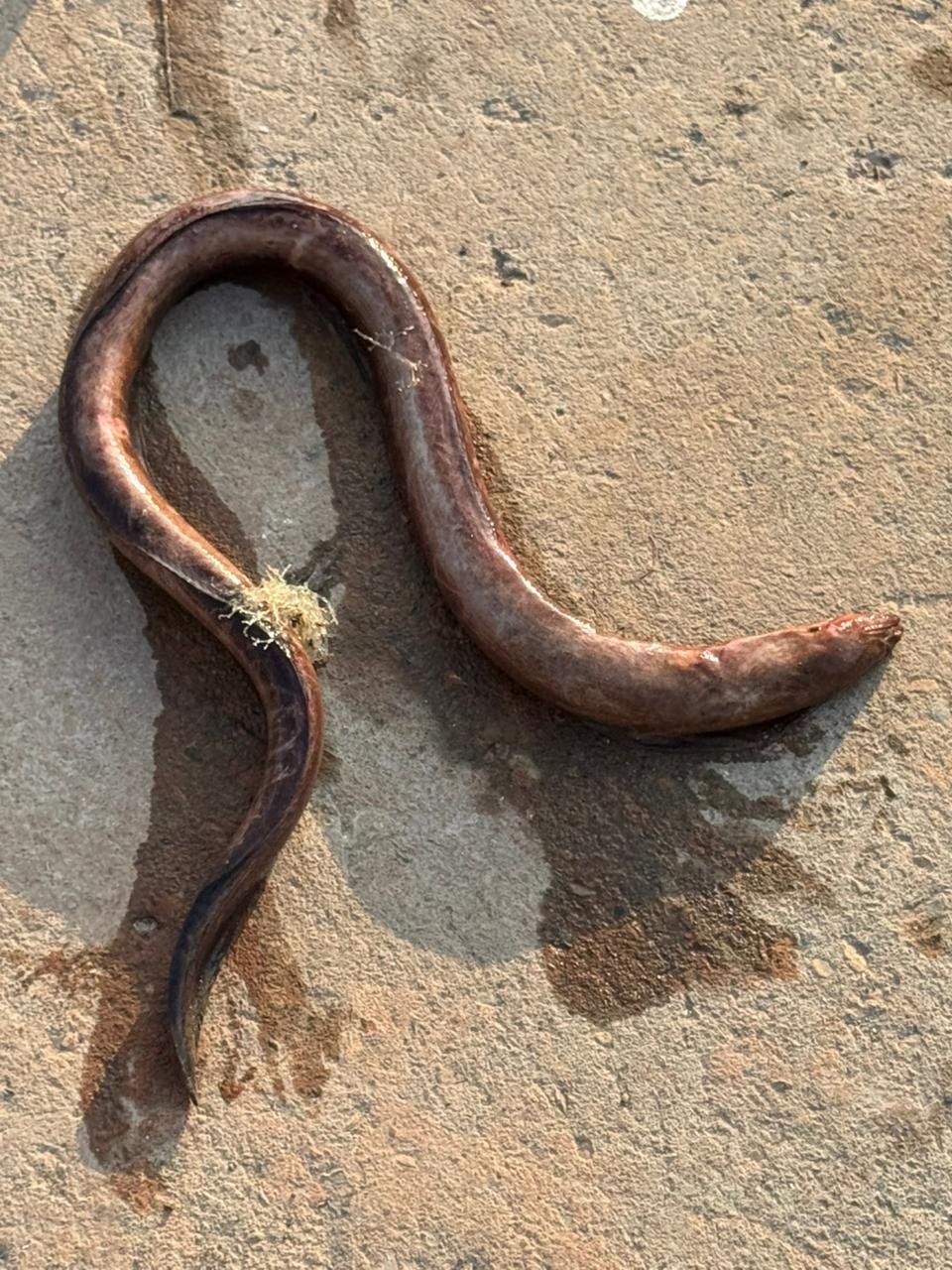 Pacific Mud Eel photo 4