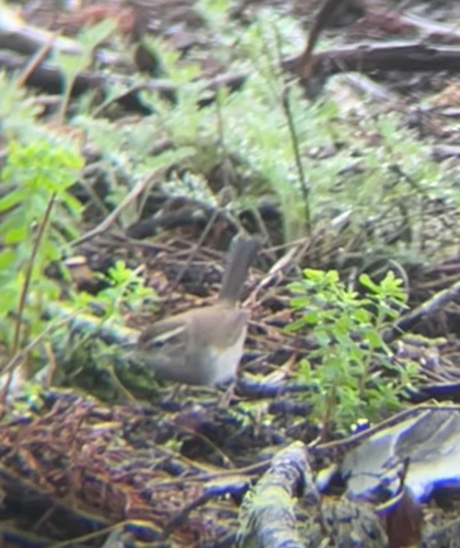 Bewick's Wren (Thryomanes bewickii), photo 7