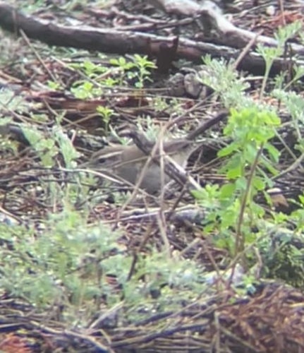 Bewick's Wren (Thryomanes bewickii), photo 6