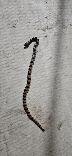 Amazon False Coral Snake