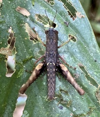 Maculiparia curtipennis