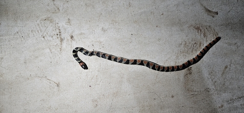 Amazon False Coral Snake