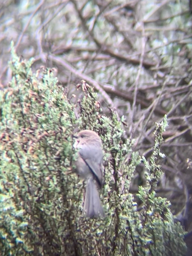 American Bushtit (Psaltriparus minimus), photo 6