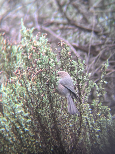 American Bushtit (Psaltriparus minimus), photo 7
