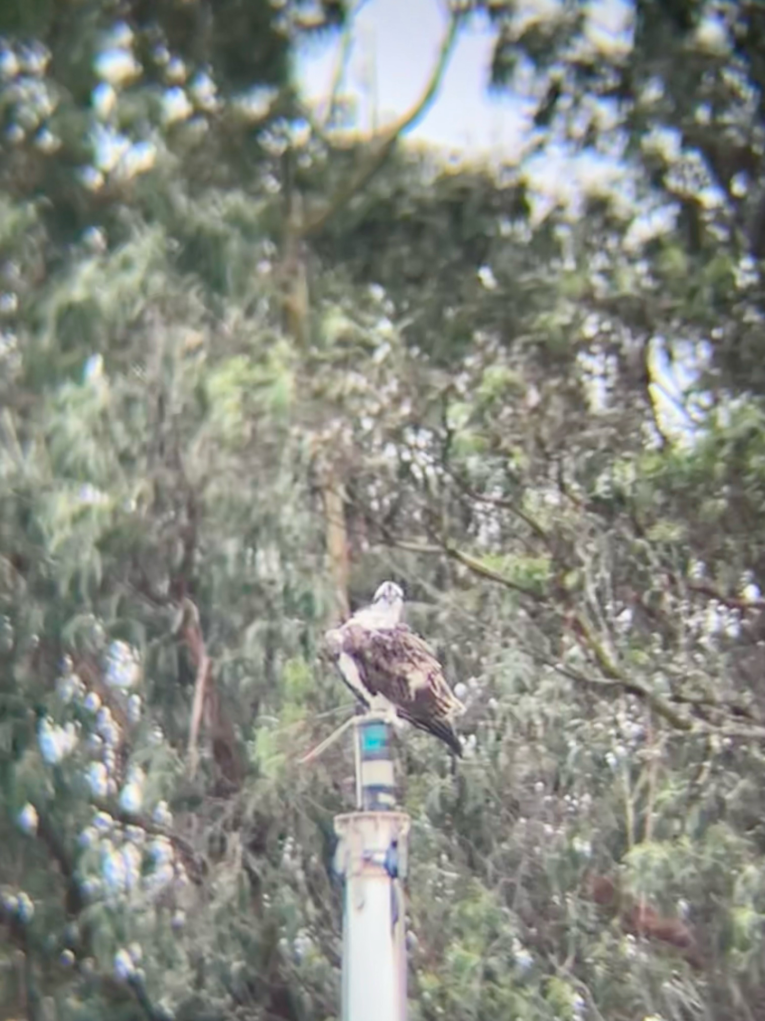 Osprey (Pandion haliaetus), photo 7