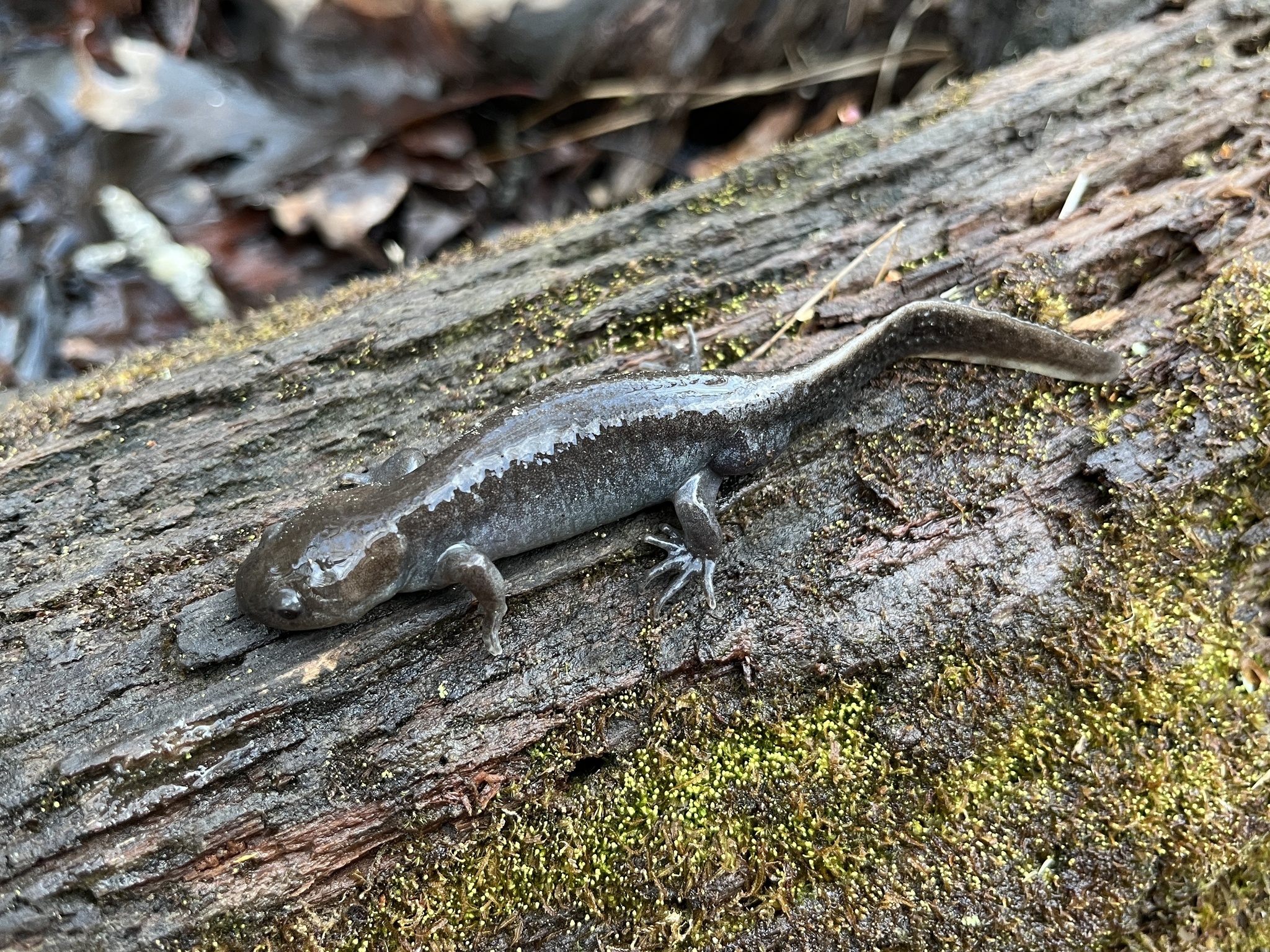 Ambystoma talpoideum (Holbrook, 1838)