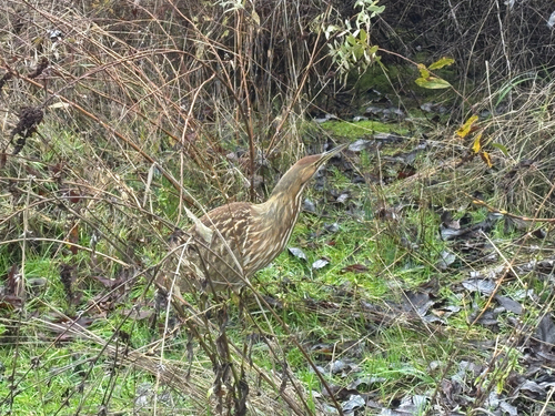 American Bittern (Botaurus lentiginosus), photo 4